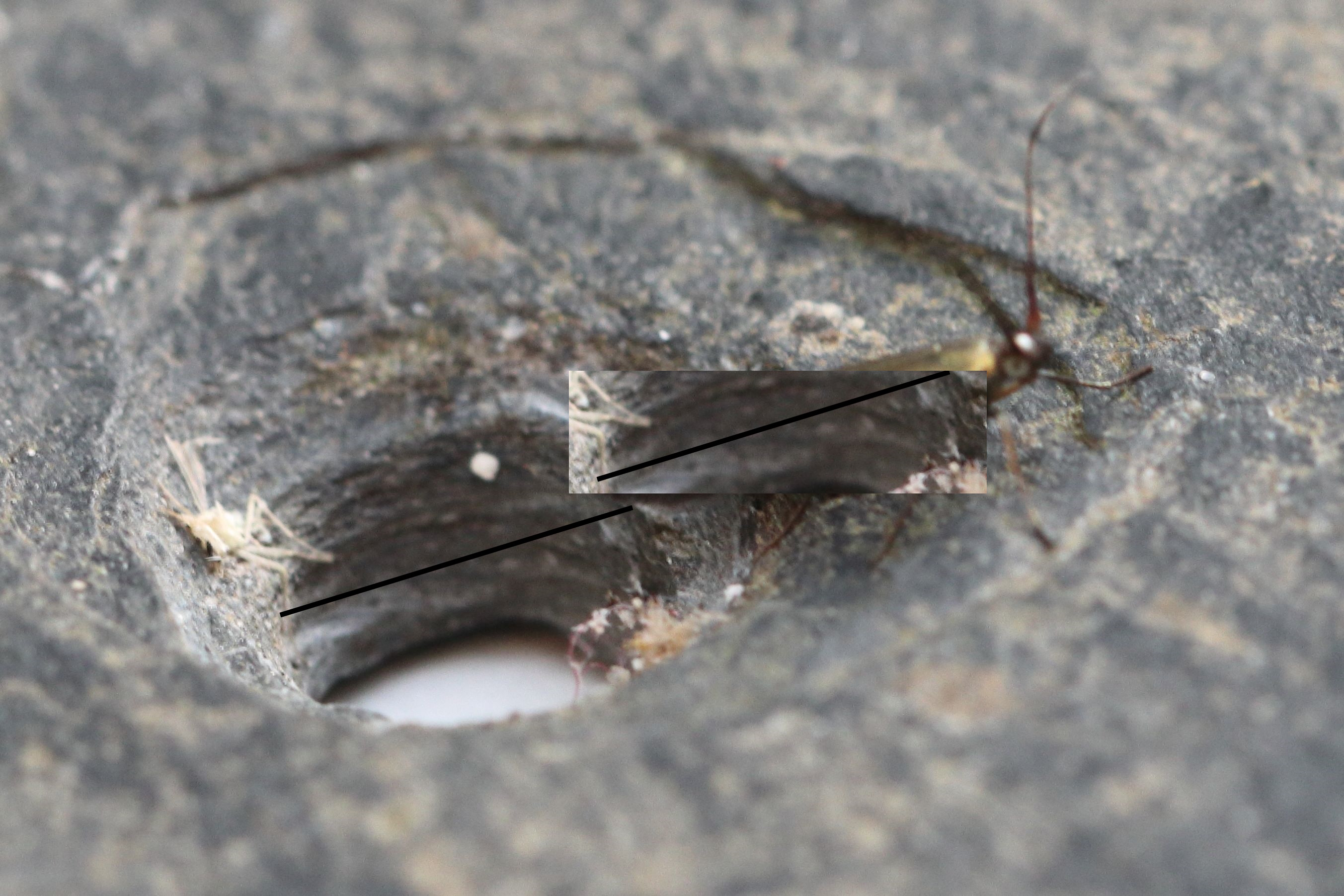 Photo of Large Clover Case-bearer (Coleophora trifolii)